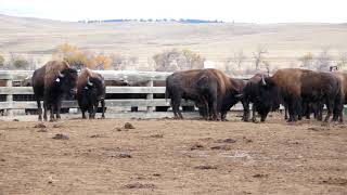 Custer State Park Bison Auction  2 Yearold Breeding Bulls [upl. by Ahtilat]