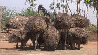 Emu Bird Farming  An Introduction Kannada [upl. by Chauncey]