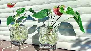 How to Grow an Anthurium  Anthurium Plants Care [upl. by Adranoel878]