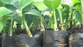 Producing healthy plantain and banana suckers summary [upl. by Laram]