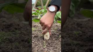 Harvesting white radish gardening [upl. by Esineg]