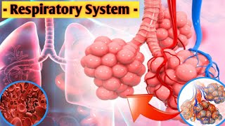 Respiratory System 3d animation Video in English  Respiratory System overview [upl. by Yojal]