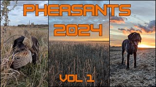 Pheasant Hunting Vol 1  2024 [upl. by Abraham]