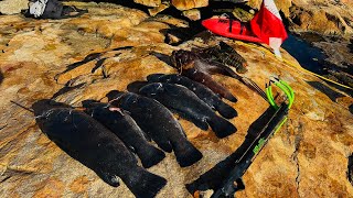 October Blackfish Tautog Spearfishing Limit in Perfect Conditions Boston MA [upl. by Edmondo499]