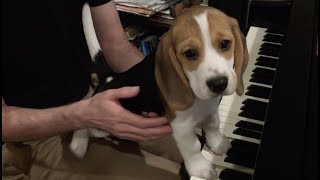 Adorable beagle puppy plays the piano [upl. by Kalila951]