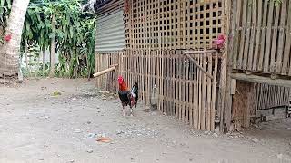 SHORTTILAOK PUTOL NG PULANG MANOKamp NAKIRAMDAM SA KAPALIGARAN rooster roostersound yt [upl. by Priscella]