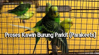 Proses Perkawinan Burung Parkit Dan Kicauan Saat Kawin Parakeets [upl. by Munro444]