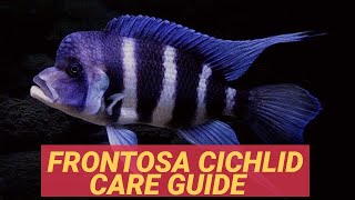 FRONTOSA CICHLID CARE GUIDE [upl. by Kloman488]