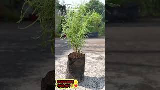 Kochia Plant🪴😍🌱 কচিয়া ঝাউ 🌱 Best Summer Plant Kochia🪴❤️ tree nature tending vairalshortplants [upl. by Ayota733]