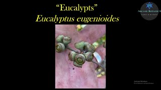 Eucalyptus ID  Eucalyptus eugenioides Thinleaved Stringybark [upl. by Ahtilat568]