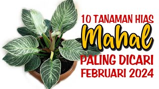 10 Tanaman Hias MAHAL Paling Dicari di Bulan Februari 2024 [upl. by Cattan]