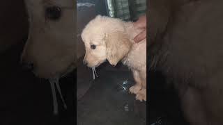 Dog ke muh se nikla jhag golden retriverparvo virusviral shorts [upl. by Anelhtac]