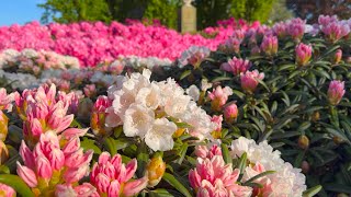 Rhododendron Garden Tour  Perennial Garden [upl. by Ayifas523]