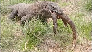 The Rare Moment of an Adult Komodo Dragon Swallowing a Juvenile Komodo Dragon in Seconds [upl. by Ahsimrac]