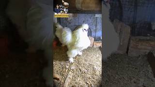 Beautiful silkie chickens Shorts American silkie fancy chicken Rizwanfancychicken viral [upl. by Llerrom]