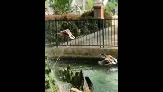 Mallard duck at Dorney Park June 2017 birds animals wildlife [upl. by Dammahum]