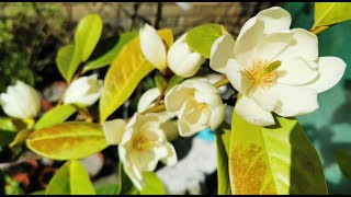 Magnolia Fairy Cream a very fragrant Magnolia for small fragrant gardens in the UK and USDA 711 [upl. by Amata]