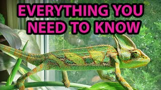 ULTIMATE VEILED CHAMELEON CARE GUIDE [upl. by Levi]