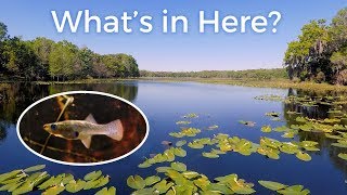 What Does A Fish Habitat Actually Look Like — Florida Lakes [upl. by Hills986]