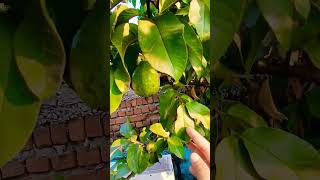 Puri story janna hai to comments kare shortvideo plants terracegarden [upl. by Pitt]