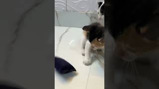 Dholak ko mila khilona 😝 catmasti MotherCatAndKitten kitty catoftheday catsofinstagram [upl. by Nilat]