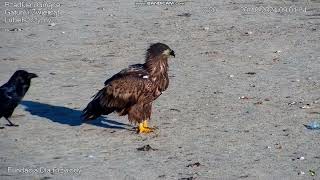 Whitetailed Eagle and other Birds Siemień Poland 20241020 [upl. by Nyliac84]