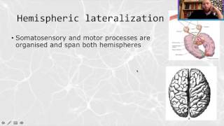 Biopsychology Lesson 5 Brain localisation and lateralisation [upl. by Ankeny]