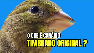 O que é canário TIMBRADO ESPANHOL ORIGINAL E os outros FALSOS [upl. by Koby]