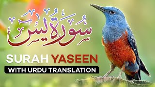 Surah Yasin  Yaseen  with Urdu Translation  Quran Tilawat Beautiful Voice  Hindi Tarjuma [upl. by Fonz]