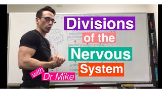 Divisions of the Nervous System  Nervous System [upl. by Atnoed252]