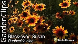 Blackeyed Susan  Rudbeckia hirta  Grow Rudbeckia [upl. by Barbette]