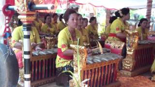 Traditional Gamelan music in a hindu wedding ceremony in Negara  West Bali Villas  Umasari Resort [upl. by Orianna245]