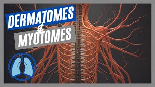 Dermatomes amp Myotomes Made Easy [upl. by Aihsital]