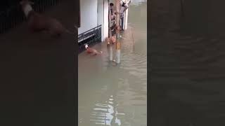 Crocodiles on roads in Vadodara during flood [upl. by Akienat]