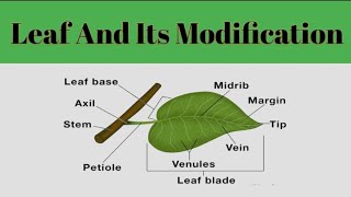 Leaf And Its Modification Leaf MorphologyPlant Systematic [upl. by Jacquelin]