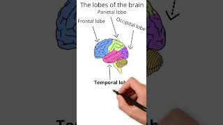 The lobes of the brain  Neuroscience [upl. by Ydnac759]