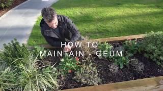 How to maintain  Geum [upl. by Ahsrats68]