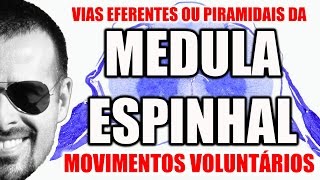 Medula Espinal Vias Eferentes Descendentes ou Piramidais  Sistema Nervoso  VideoAula 093 [upl. by Kos486]