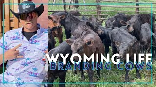 BRANDING CATTLE IN WYOMING [upl. by Ashling]