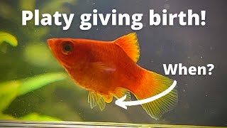 How to tell when Platy will give birth Amazing Platy birth video [upl. by Northington]