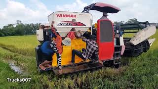 Good Yanmar Harvester Machine Village Life [upl. by Eniarol700]