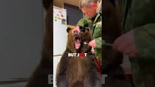 BEARS Have 42 Teeth Do You Clean Them Like Humans [upl. by Baiel]