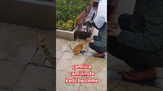 kedi kediler yavrukedi cat cats kitten chat chats chaton camii gatos gatito gatinho [upl. by Jamnes]