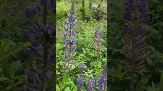 Purple Lupine flowers in nature preserve park 💜💚💙 [upl. by Erline]