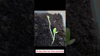 Timelapse sunflower sprout phototropism Timelapse [upl. by Eirrod169]