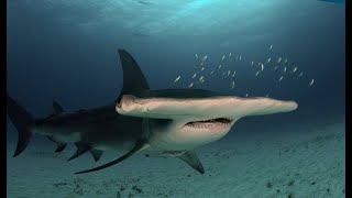 Facts The Great Hammerhead Shark [upl. by Namad]