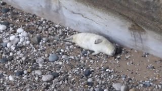 2024 Pupping Season  2 5 8 11 12 16 amp 22 day old seal pups  6th October [upl. by Aicnerolf]