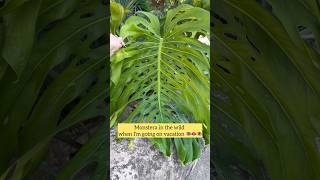 My Monstera at home amp Monstera in the wild 🌿 plantcare indoorplants monstera plants [upl. by Bayer]