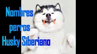 Nombres para perros huskyLa Lider de la Manada [upl. by Aivatnuahs]