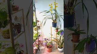 Mon petit coin de paradis des orchidées 🪴🪻 jardinageintérieur orchidee plants exoticplants [upl. by Auof795]